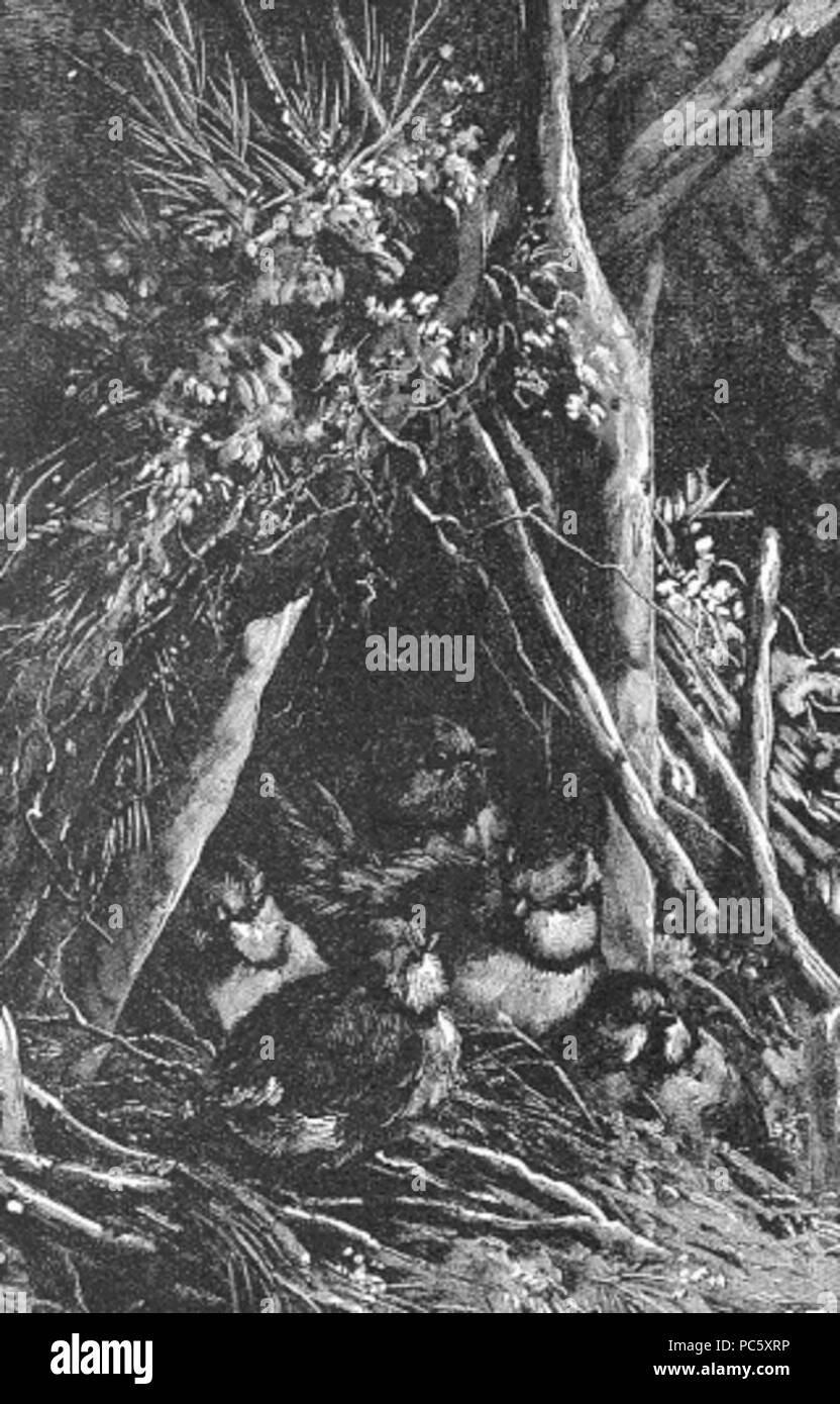 14 Bird Nest disegno (1) Foto Stock