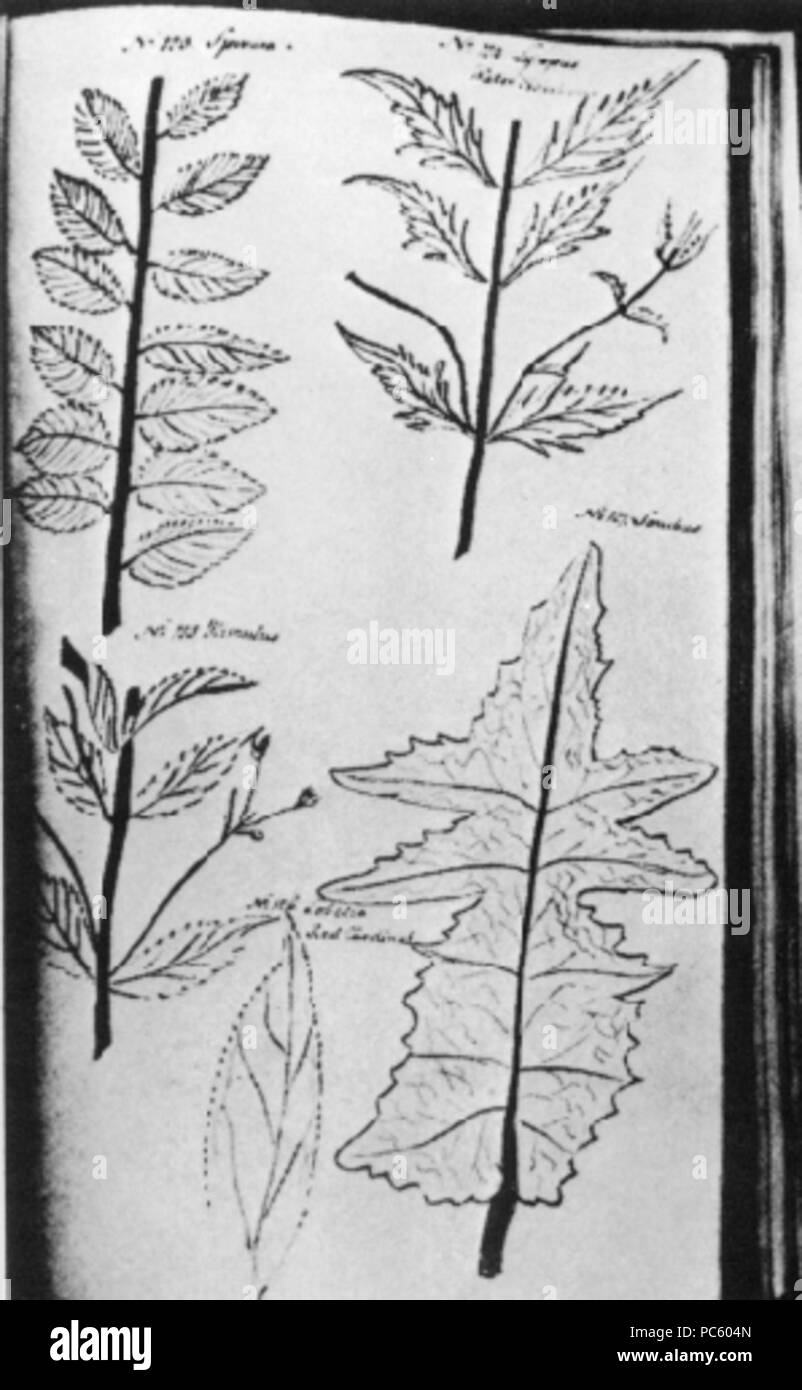 20 Jane Colden disegno di foglie Foto Stock