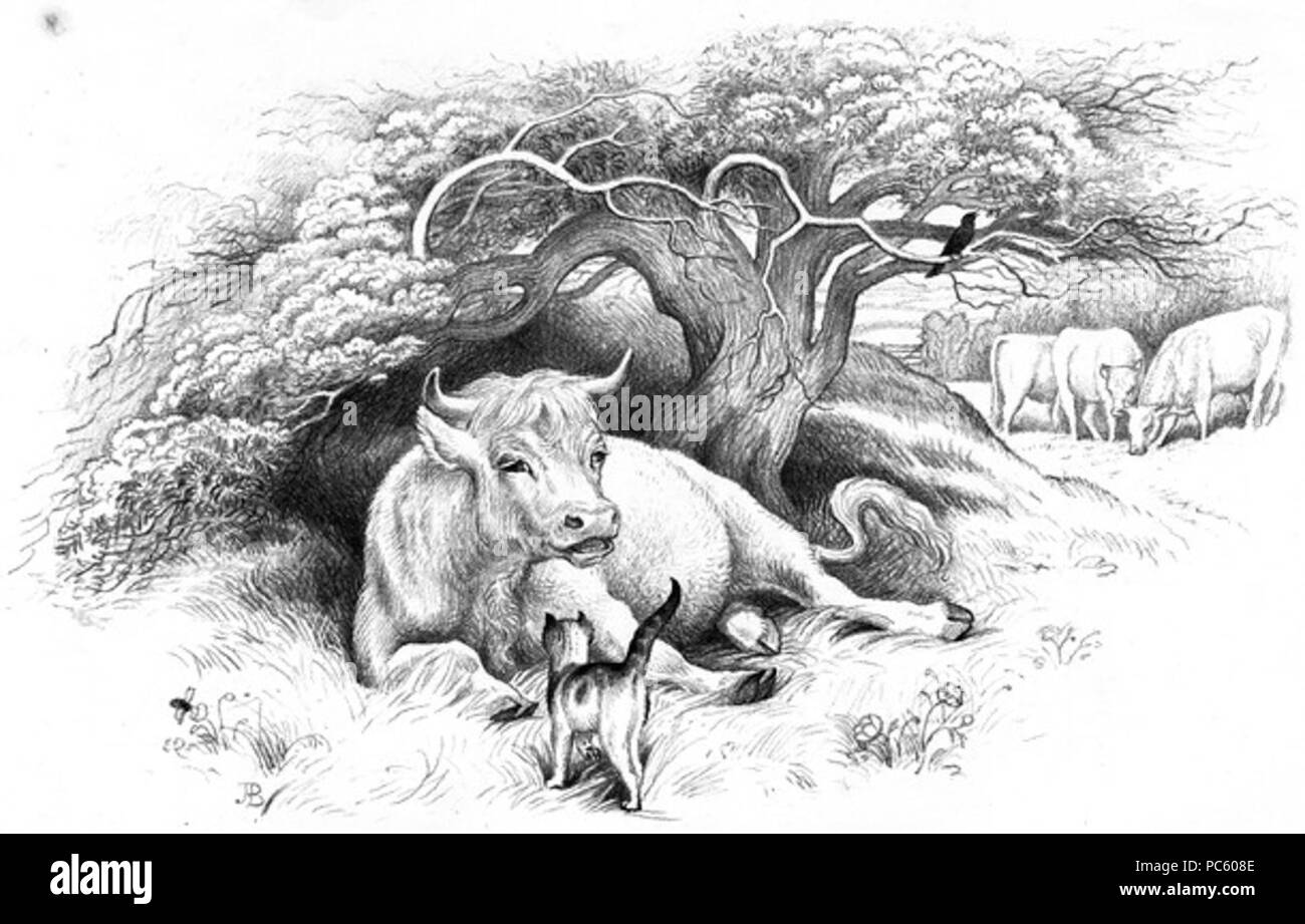 21 mucca incontra Kitty Foto Stock