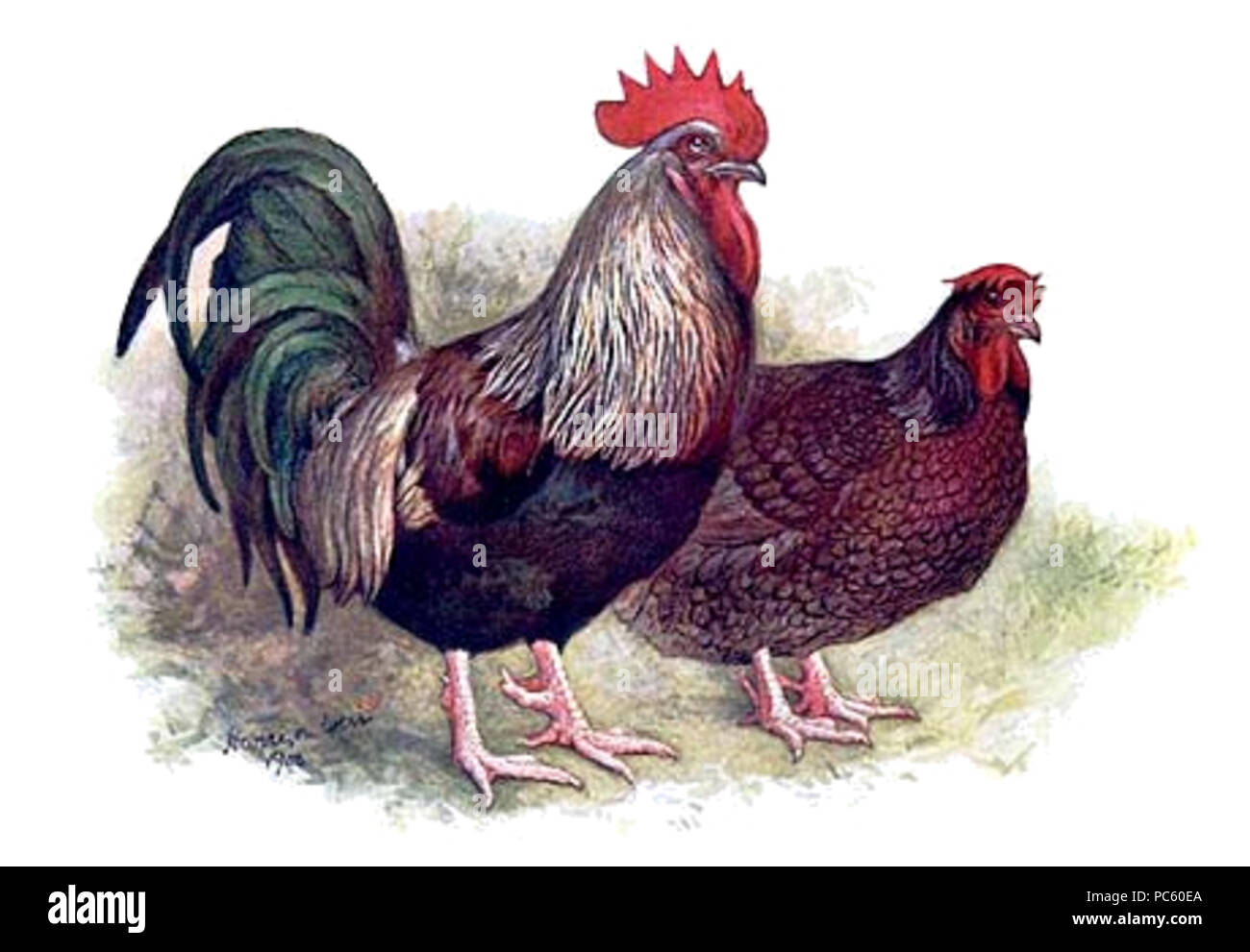 21 Dark Dorking disegno di pollo Foto Stock