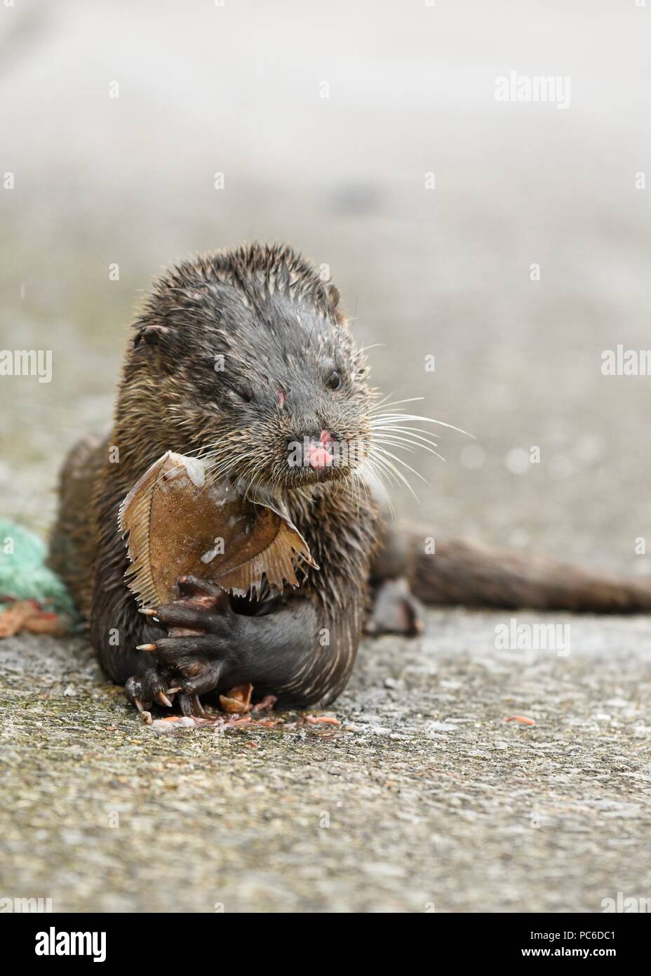 Tarbert, Argyll, Scozia, UK - 1 agosto 2018: Una lontra insolitamente audita che mangia un pesce in un pomeriggio piovoso a Tarbert Harbour, Argyll, Scozia, Regno Unito. La lontra ha alcune lesioni facciali e la SPCA scozzese sono stati avvisati in caso di qualsiasi trattamento è necessario credito: Kay Roxby / Alamy Live News Foto Stock