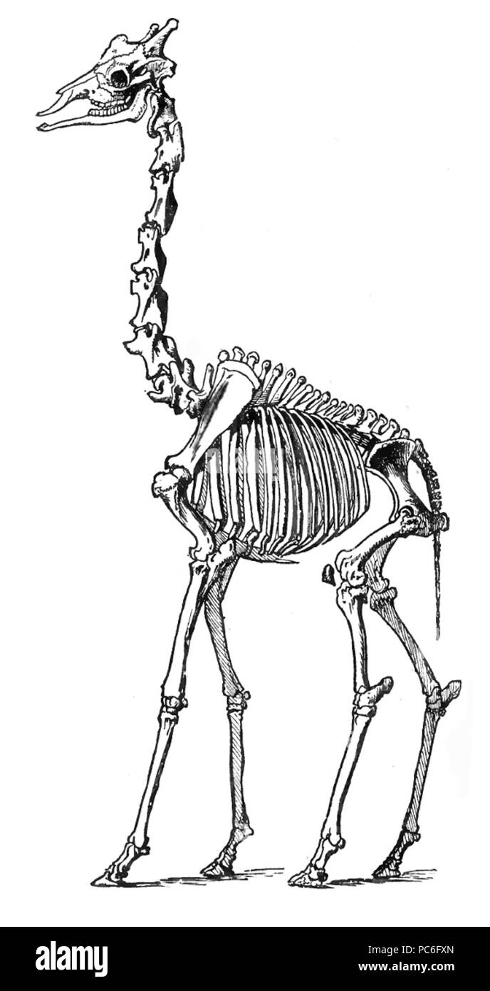 39 GiraffeSkelLyd2 Foto Stock