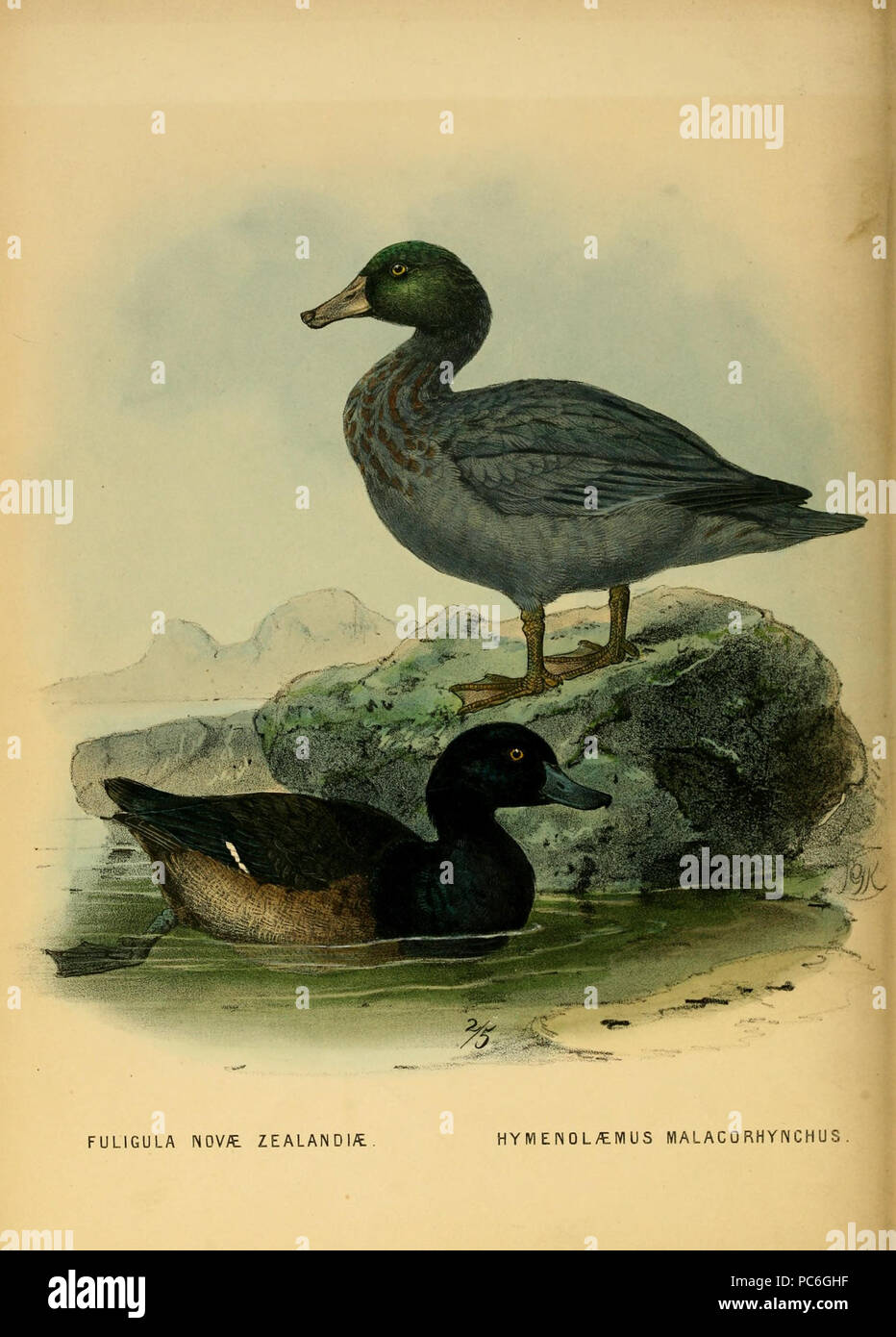 43 La storia degli uccelli di NZ 1° ed p258 Foto Stock