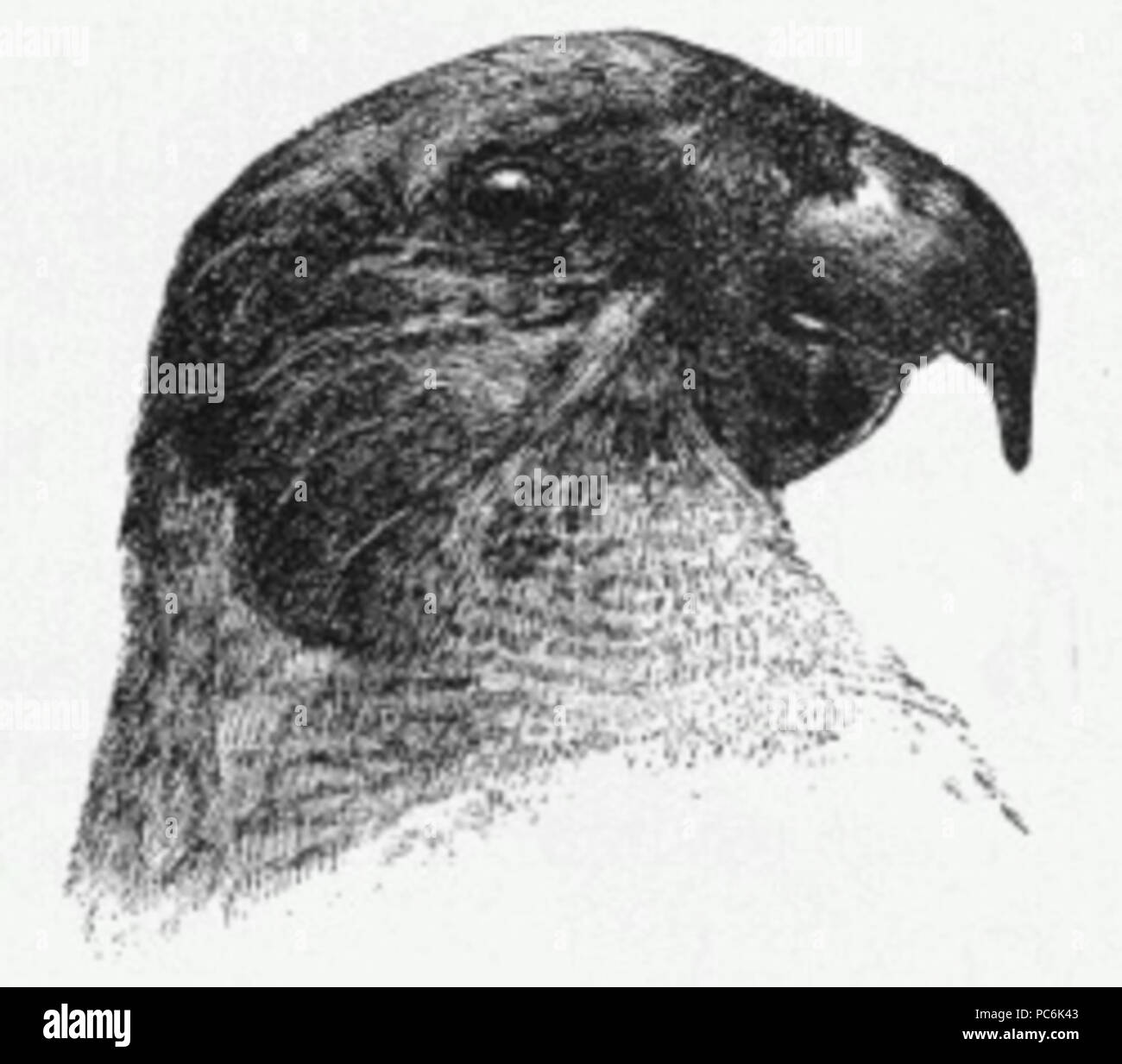 69 Parrot disegno della testa Foto Stock