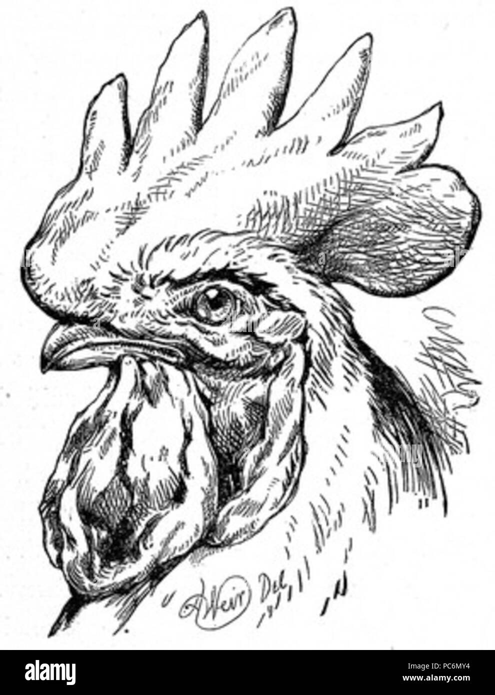 78 ritratto della Rooster Foto Stock