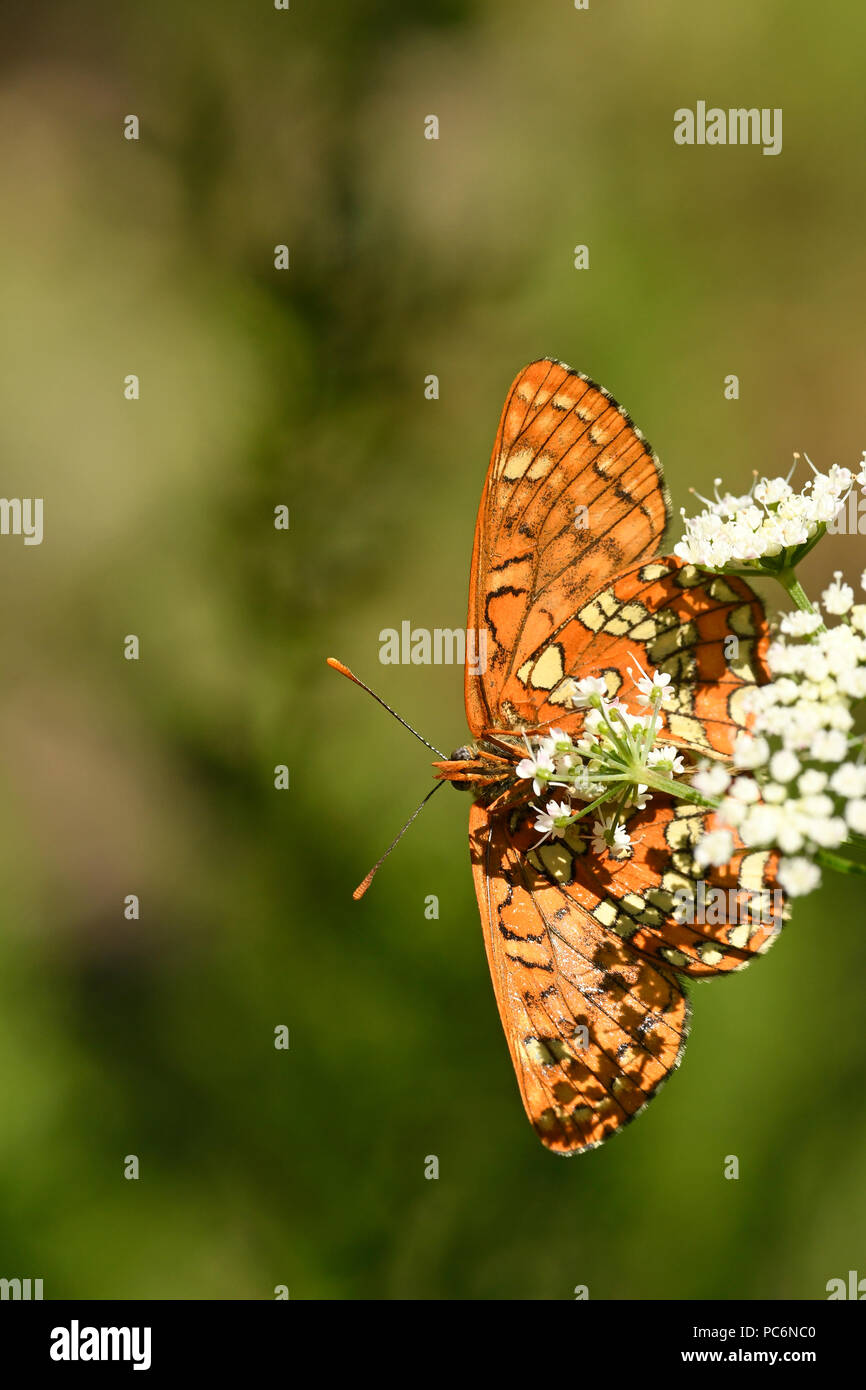 Scarsa Fritillary Butterfly (Euphydryas maturna) femmina a riposo sul fiore umbellifer, vista del lato inferiore delle ali, Estonia, Luglio Foto Stock