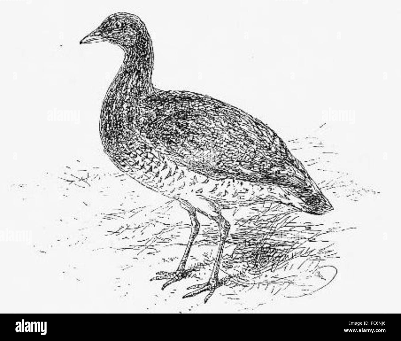92 Vintage Bustard disegno Foto Stock
