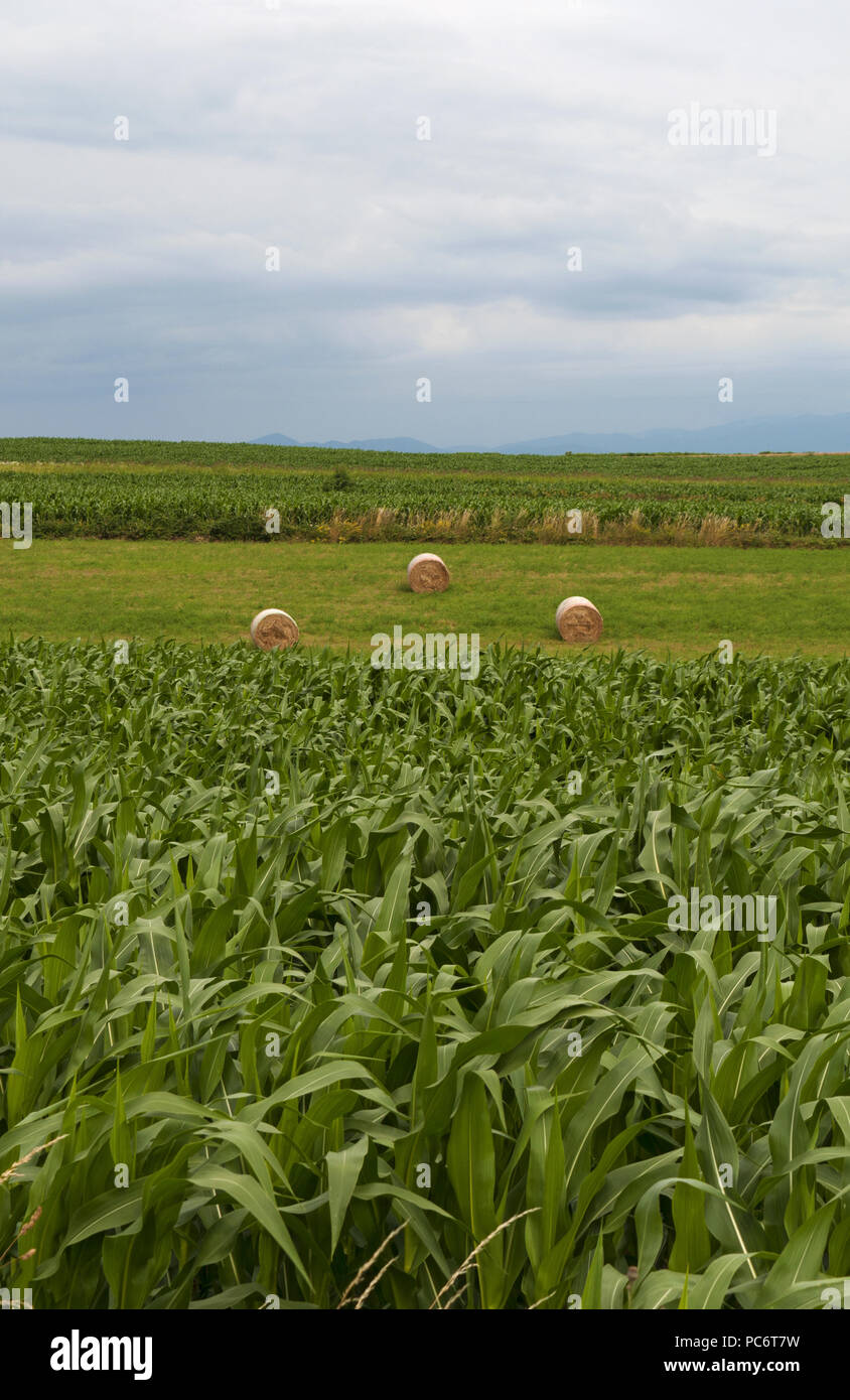 Natura e paesaggio haystacks giallo con il verde dei prati su terreni coltivati in campagna Foto Stock