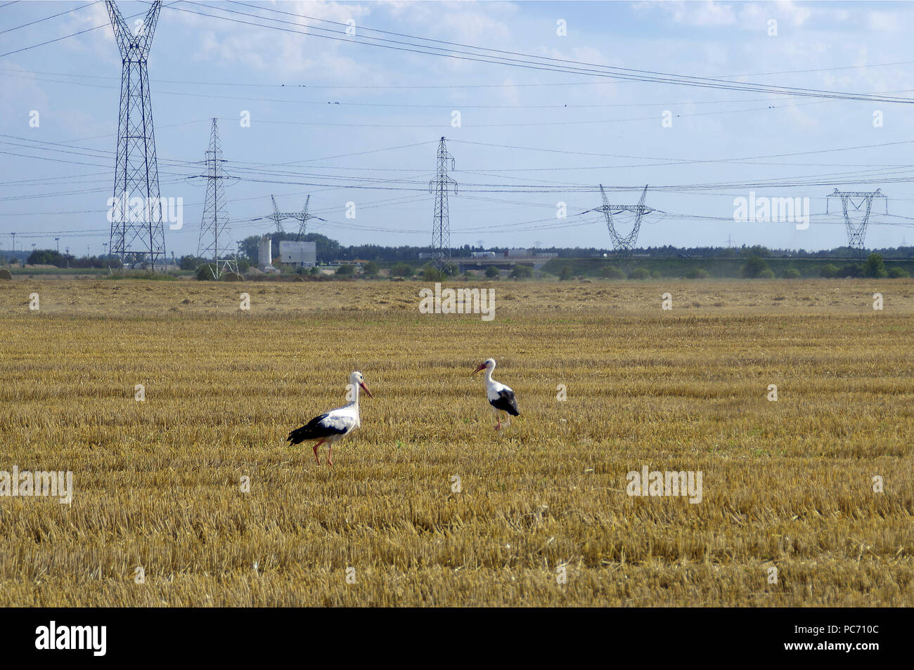 Cicogne e industria il paesaggio sullo sfondo. Uccelli selvatici sono a piedi sul campo rasata dopo la raccolta. L agricoltura europea rurale scena. Foto Stock