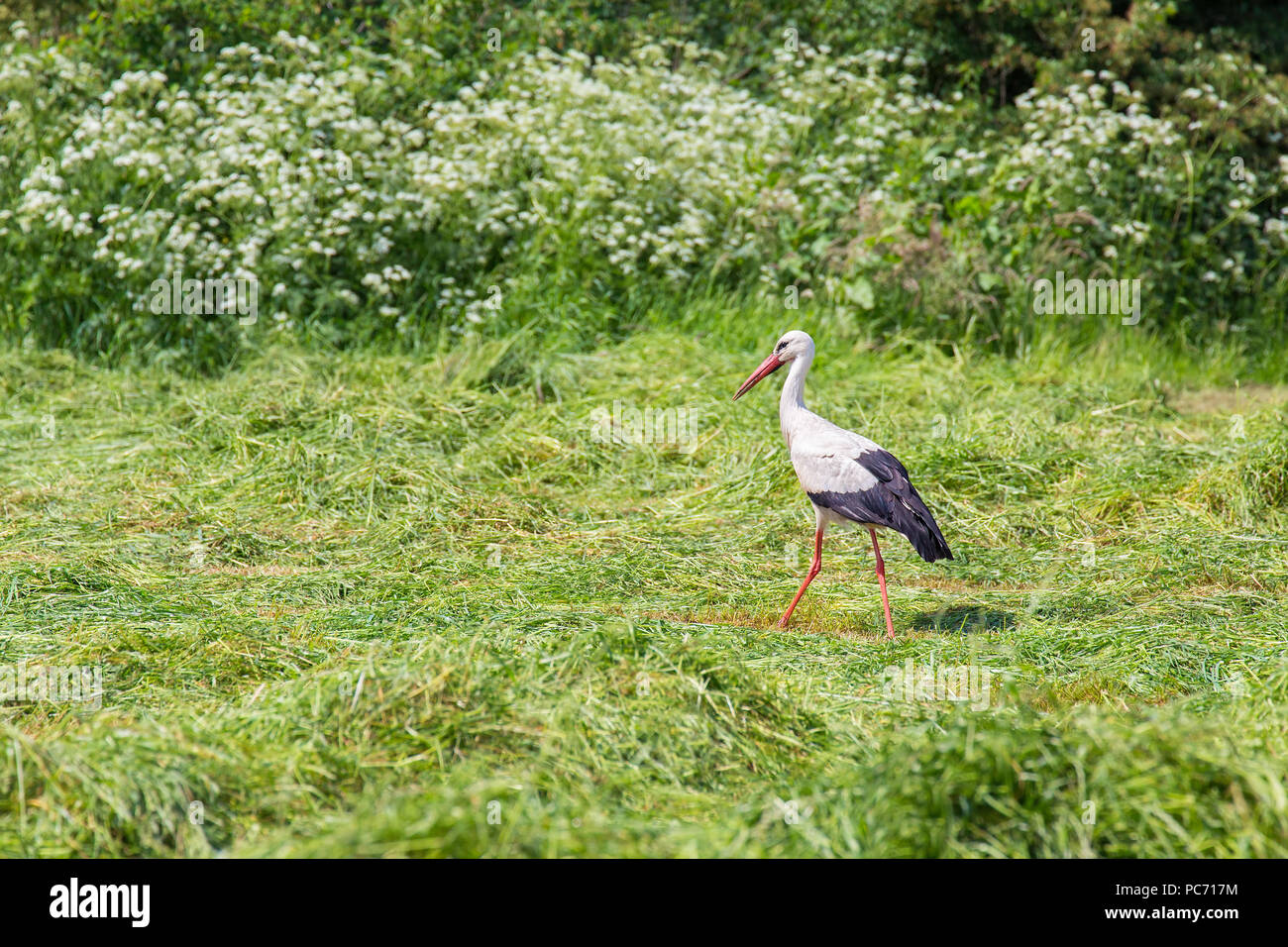 Stork cerca cibo nel falciare l'erba verde Foto Stock