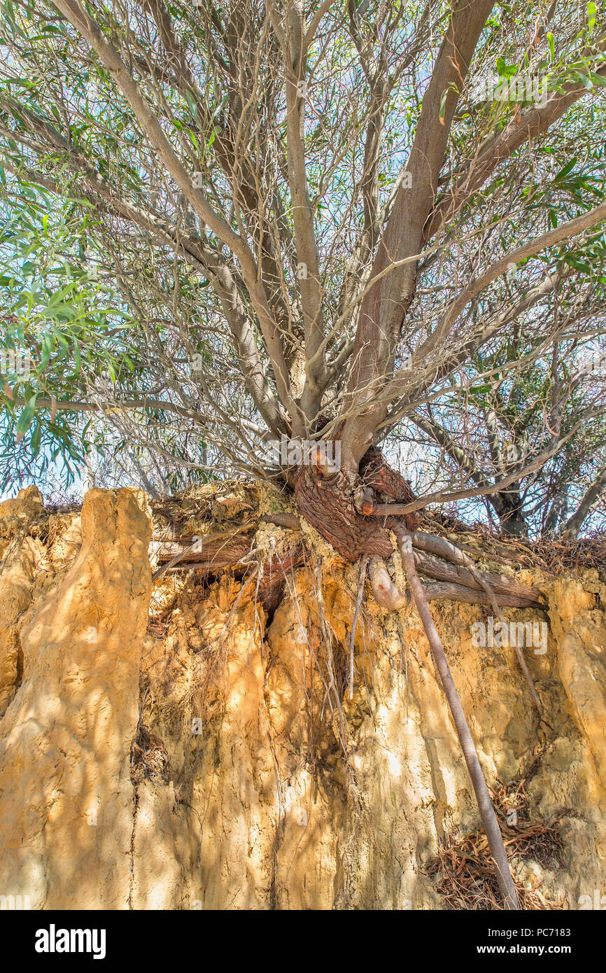 Il portoghese albero con rami e radici sulla ripida scogliera Foto Stock