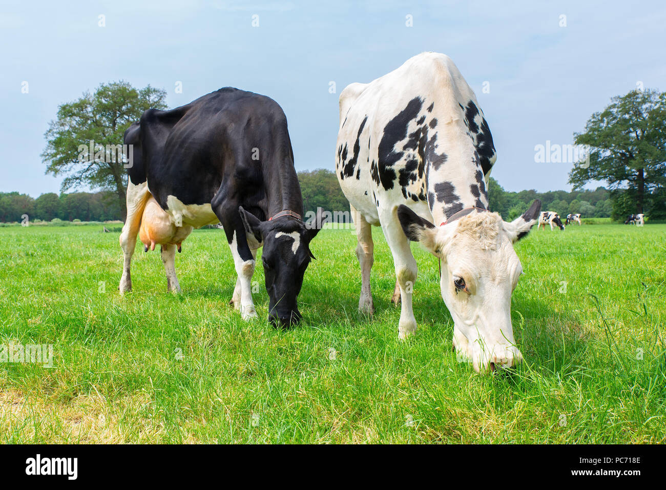 Due olandesi di vacche da latte mangiare erba di pascolo verde Foto Stock
