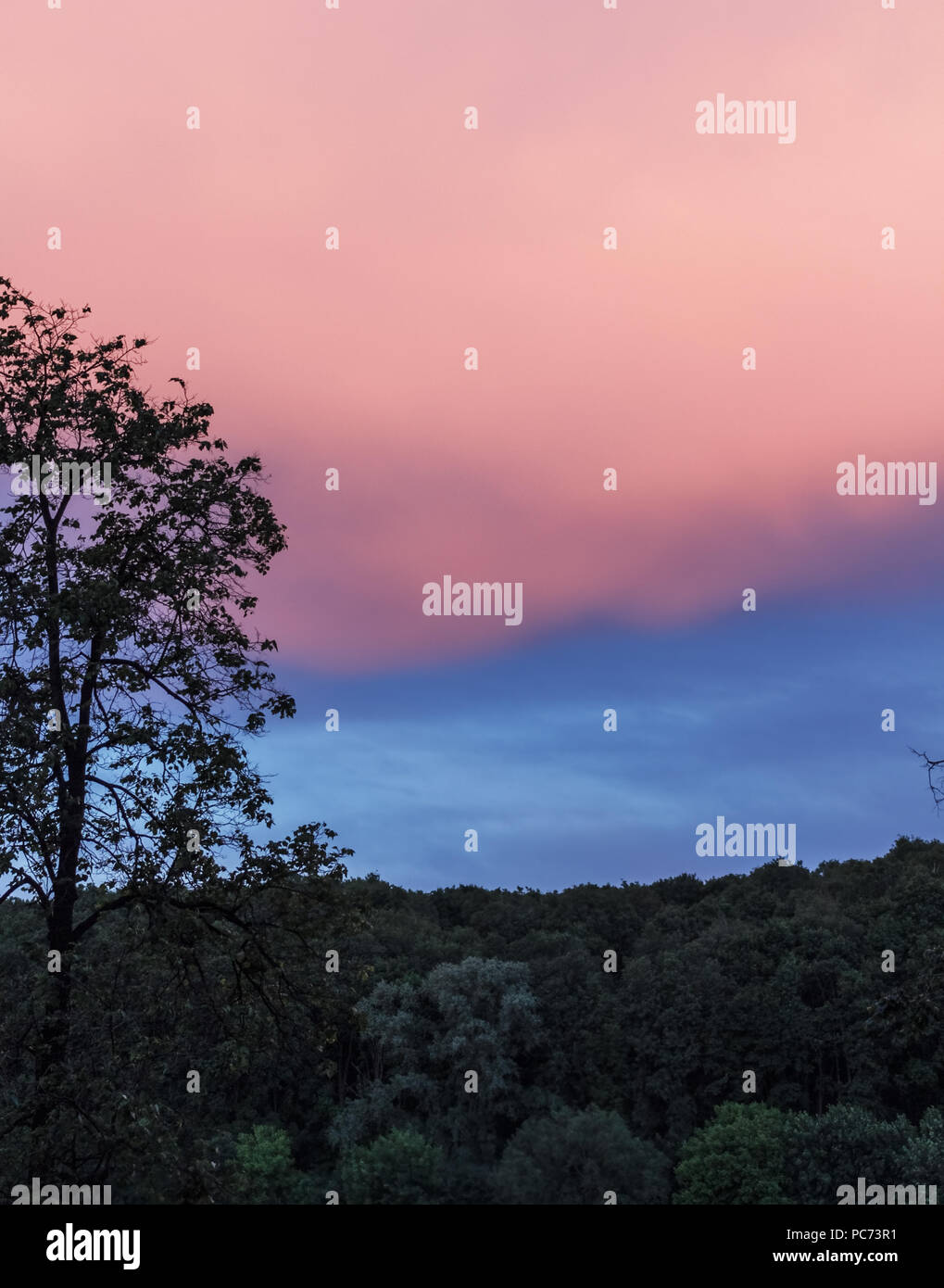 Rosa blu cielo estate verdi alberi Foto Stock