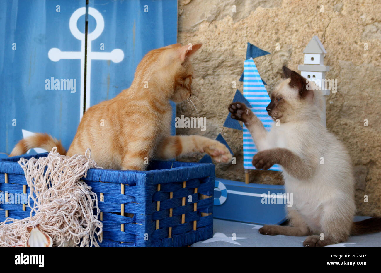 Due gattini (gatto domestico zenzero, 3 mesi di età e thai gattino, 7 settimane di età) giocando con ciascun altro Foto Stock