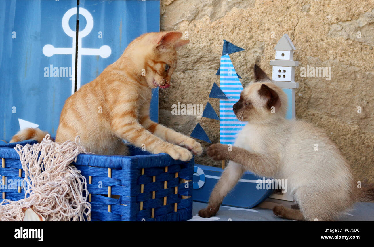 Due gattini (gatto domestico zenzero, 3 mesi di età e thai gattino, 7 settimane di età) giocando con ciascun altro Foto Stock