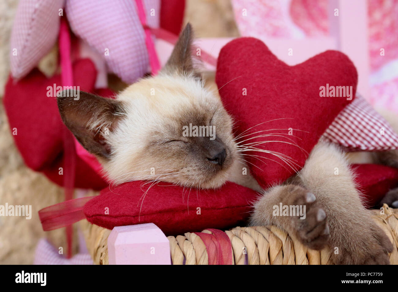 Siamese gattino, tailandese, 7 settimane di età, dorme con un sentito Foto Stock