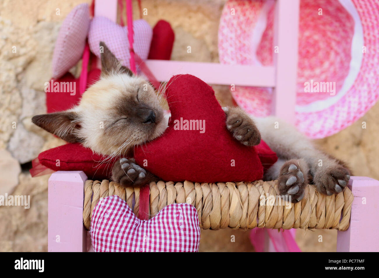 Siamese gattino, tailandese, 7 settimane di età, dorme con un sentito Foto Stock
