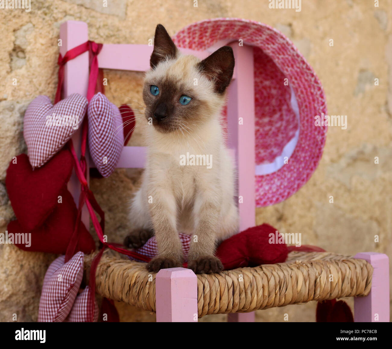 Siamese gattino, tailandese, 7 settimane di età, seduti su una sedia Foto Stock