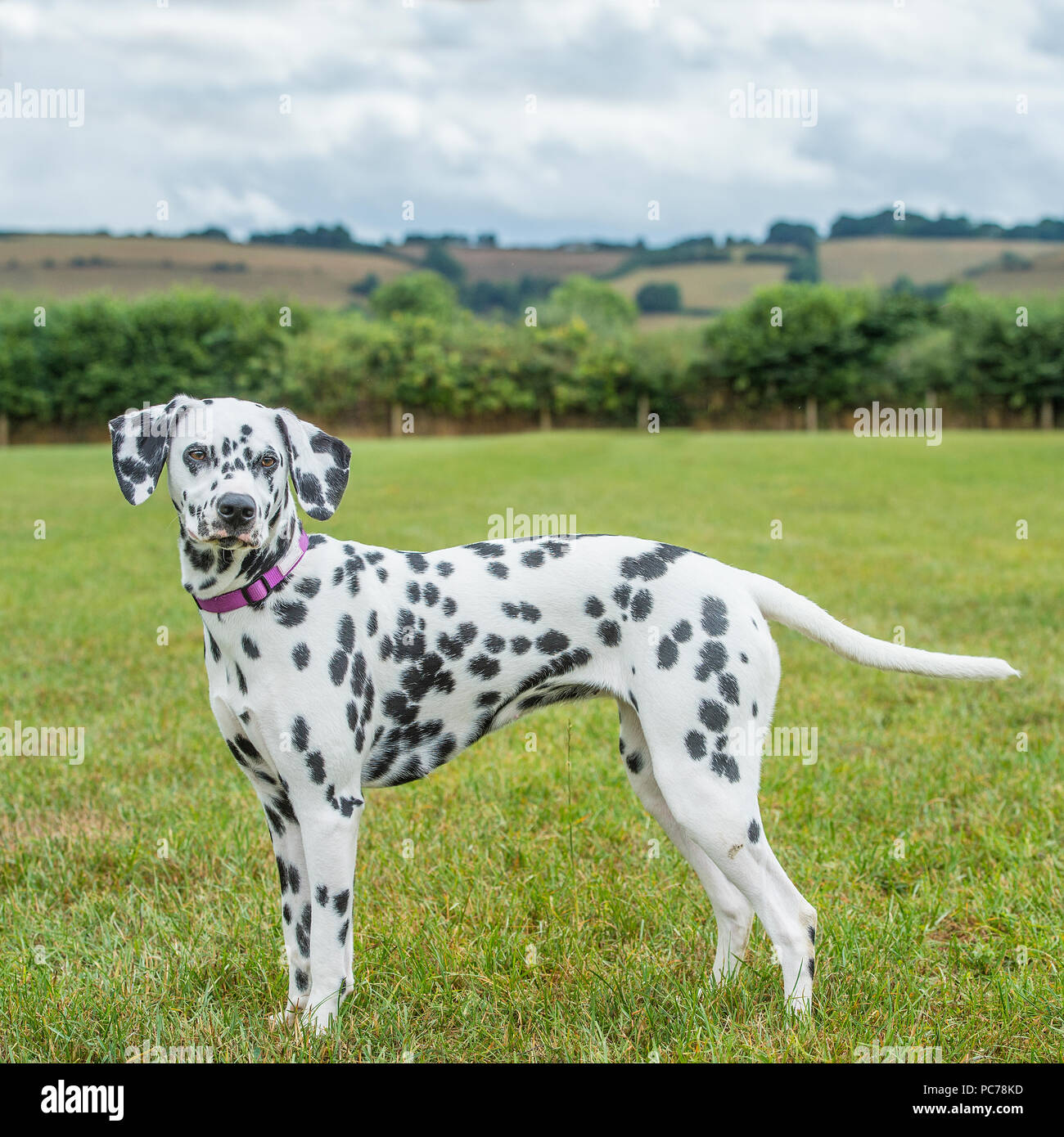 cane dalmata Foto Stock