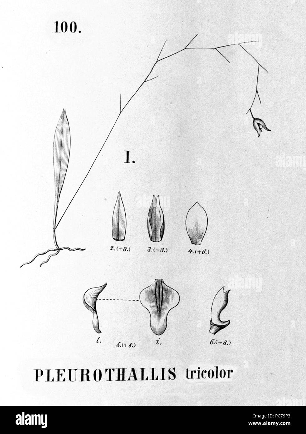 575 Stelis tricolore (come Pleurothallis tricolore) - intaglio dalla flora Brasiliensis3-4-100 fig i Foto Stock