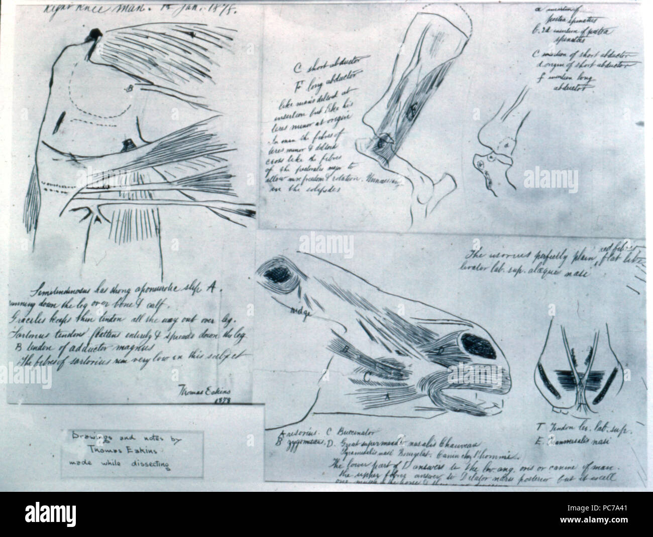 7 Studi anatomici G130 Foto Stock