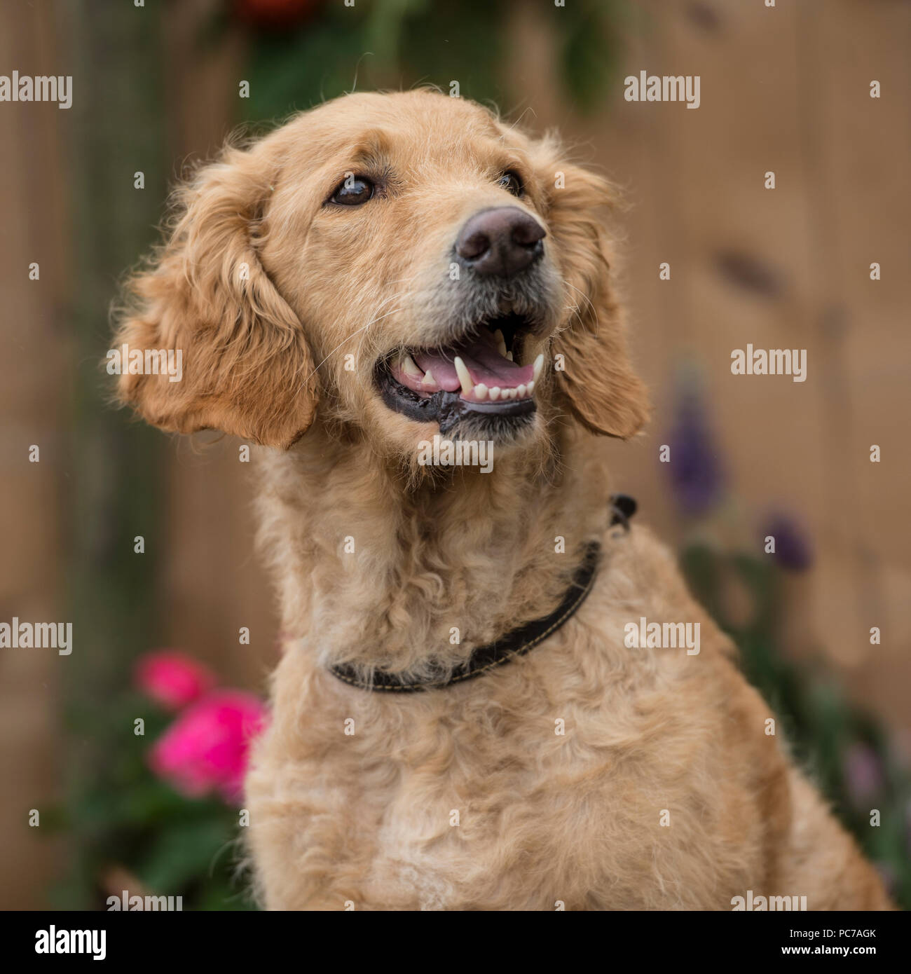 Goldendoodle Foto Stock