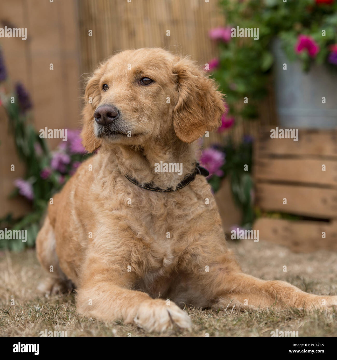 Goldendoodle Foto Stock