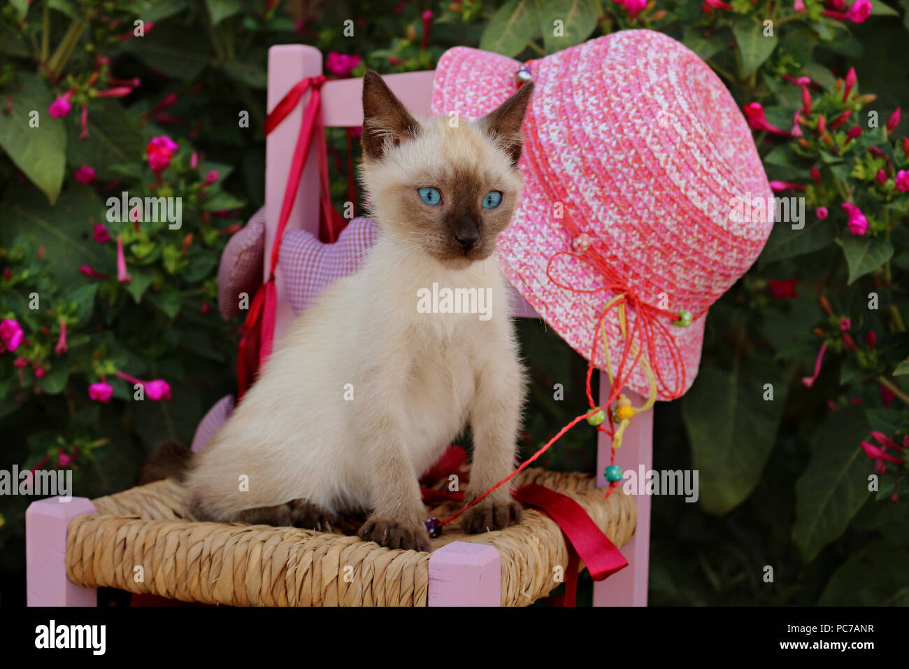 Siamese gattino, tailandese, 7 settimane vecchio punto di tenuta, seduti su una sedia per bambini in giardino Foto Stock