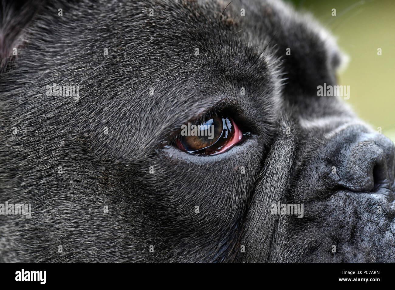 Blue bulldog francese con bad occhi gonfi a causa di una infezione, cani occhio visto dal lato vicino, messa a fuoco selettiva ad uno spazio di copia Foto Stock