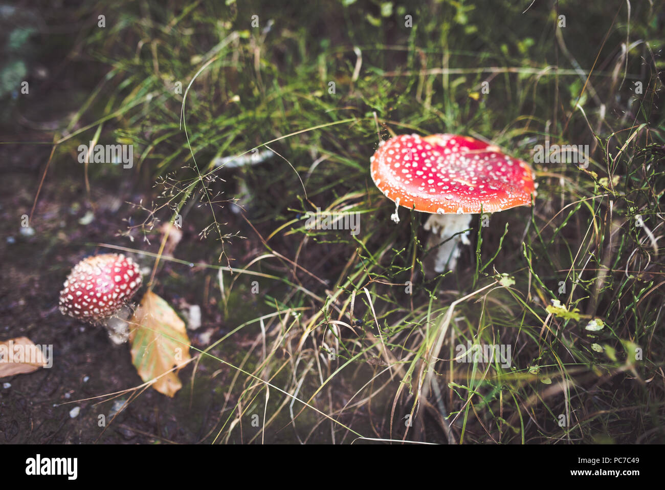 Amanita funghi nascosti in erba. Autunm stagione per il prelievo. Foto Stock