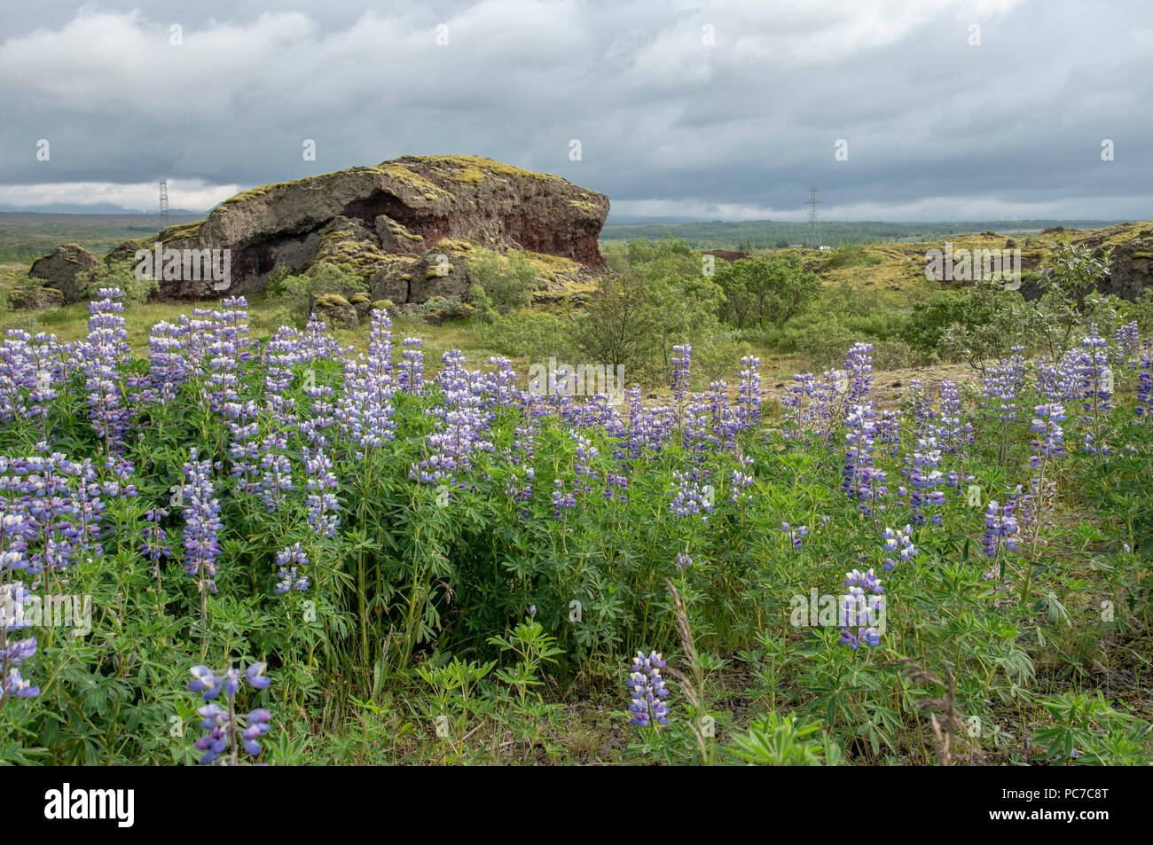 Fiore di lupino in paesaggio islandese Foto Stock