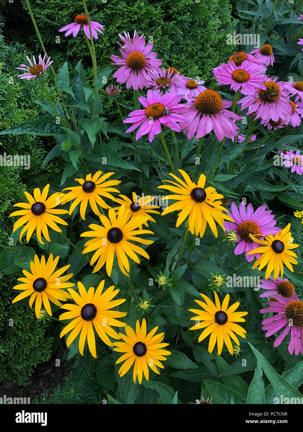Giardino inglese con coneflower e black eyed Susans. Foto Stock
