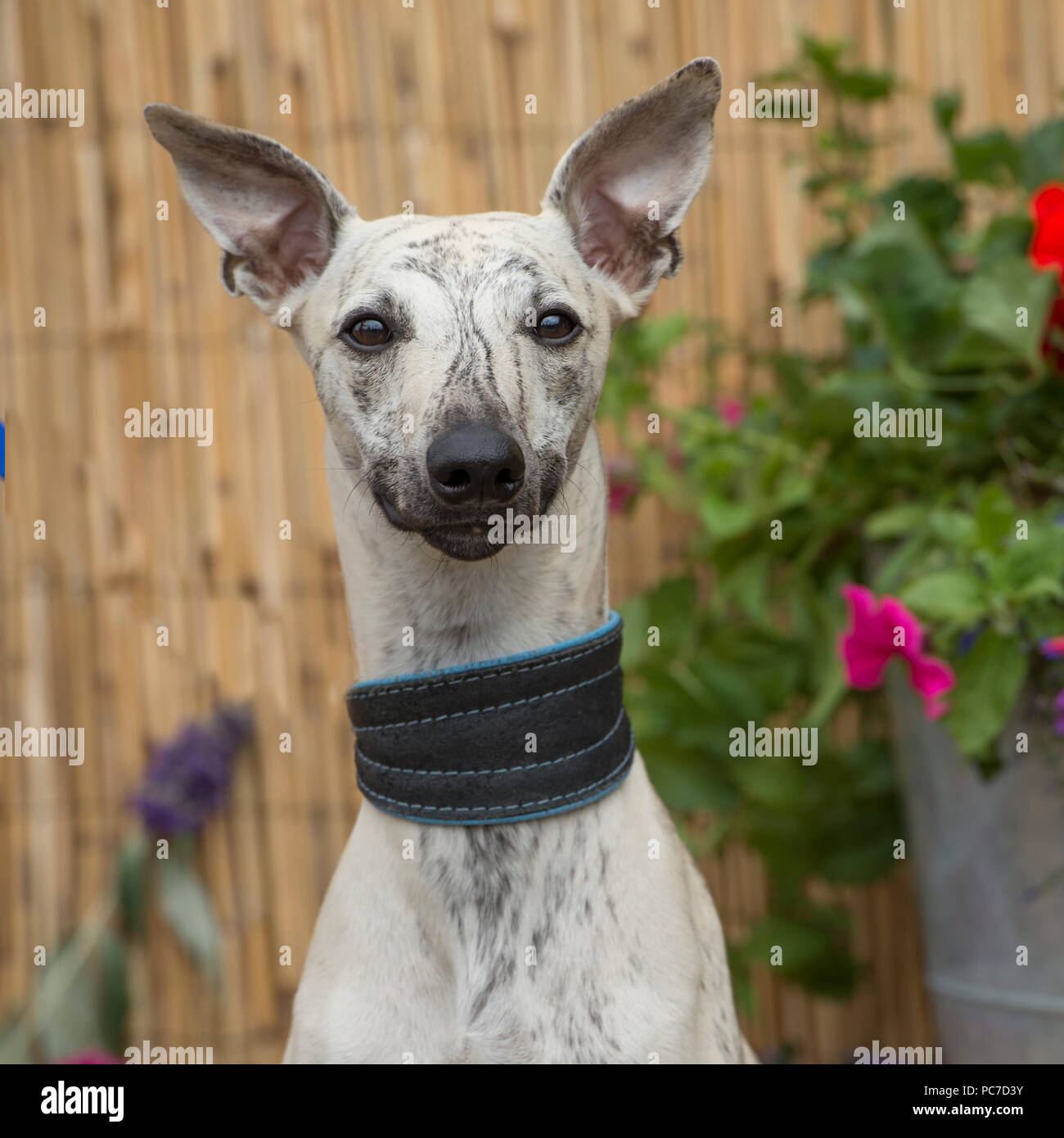 Whippet Foto Stock