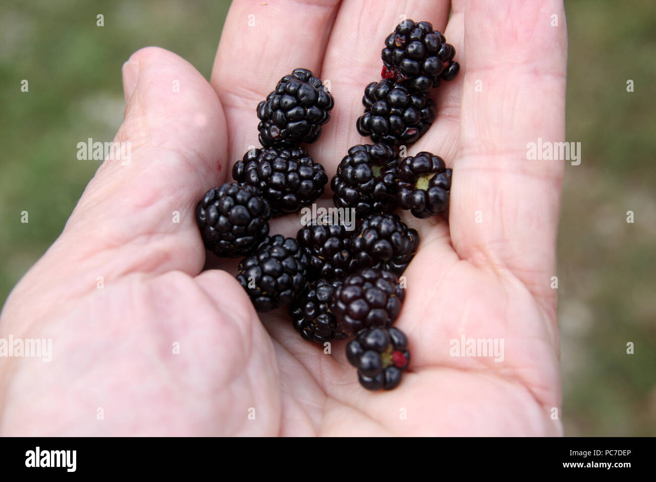 Una manciata di more fresche Foto Stock