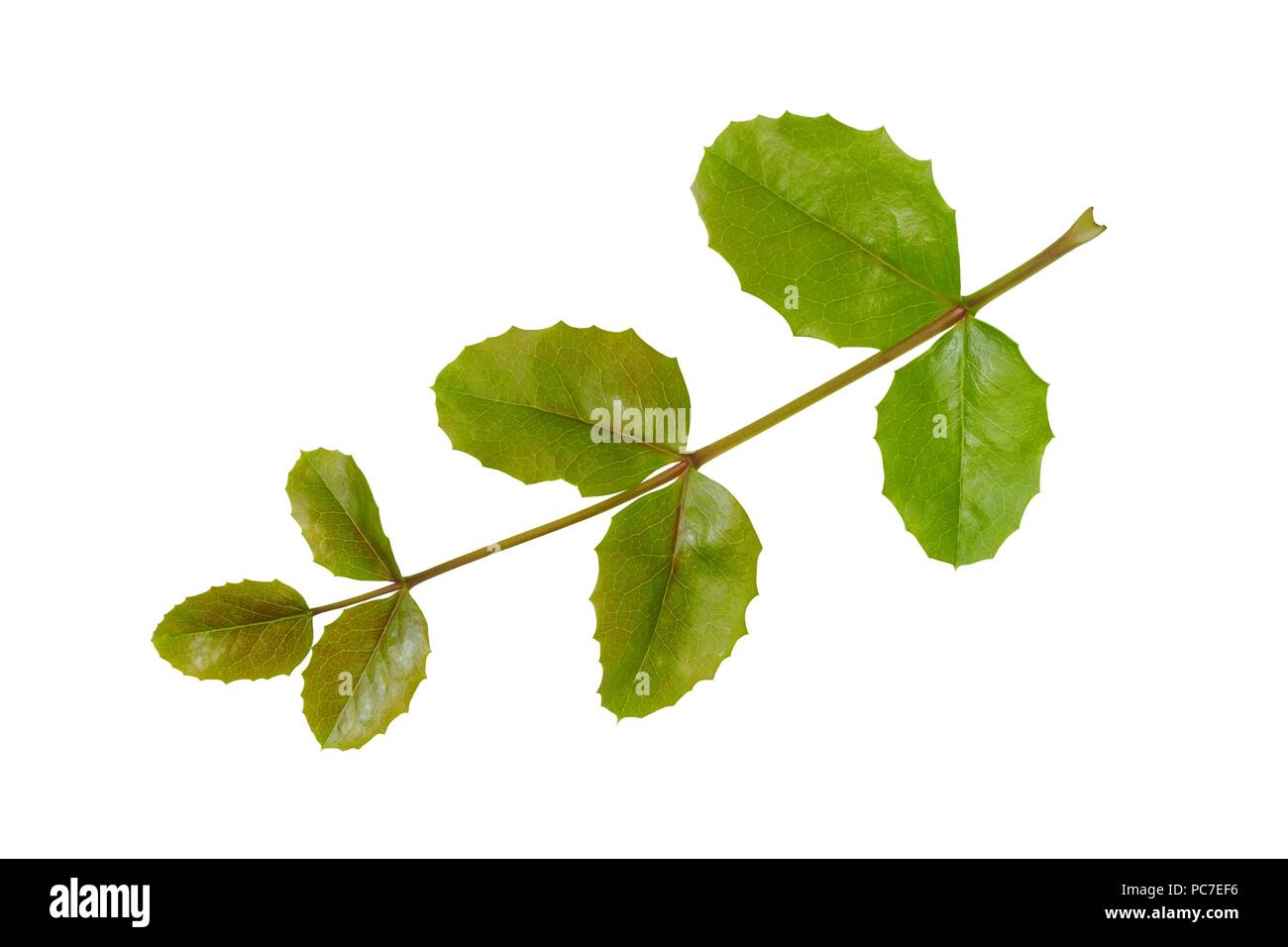 Verde giovane mahonia lascia isolati su sfondo bianco Foto Stock