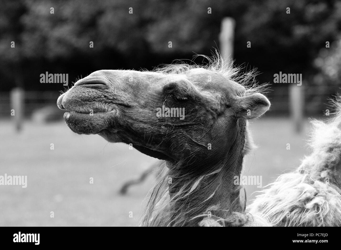Immagine in bianco e nero di un cammello Foto Stock
