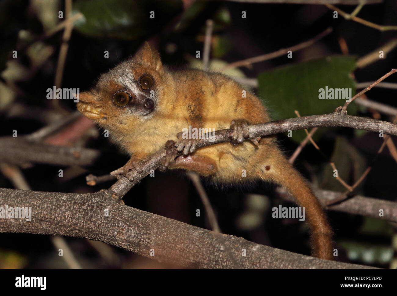 Color oro-marrone lemure del Mouse (Microcebus ravelobensis) adulto sul ramo di notte, specie in via di estinzione di Ampijoroa stazione forestale, Madagascar Novembre Foto Stock