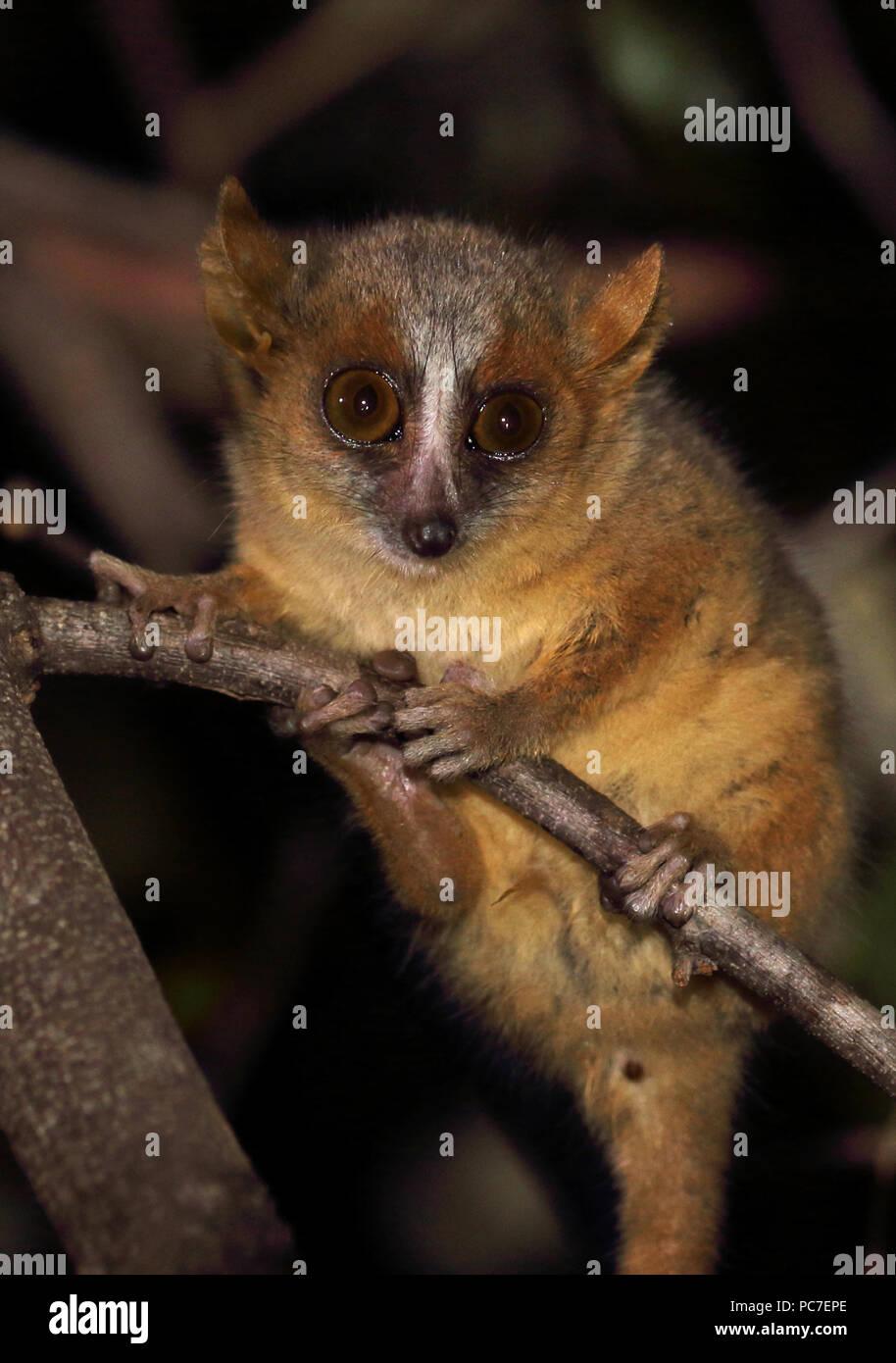 Color oro-marrone lemure del Mouse (Microcebus ravelobensis) adulto sul ramo di notte, specie in via di estinzione di Ampijoroa stazione forestale, Madagascar Novembre Foto Stock