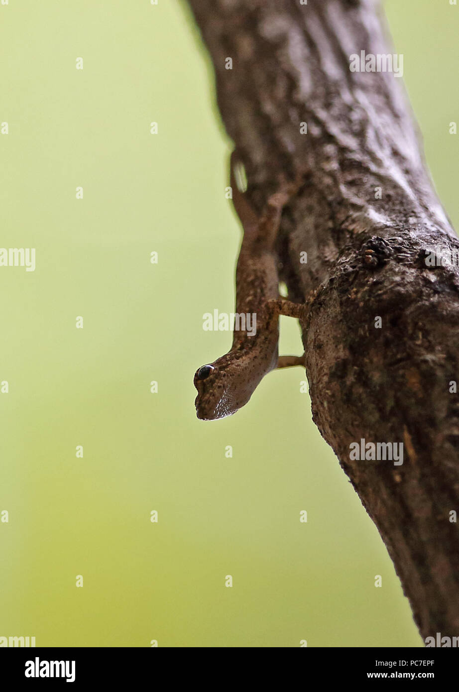 Grandidier Nana del Gecko (Lygodactylus tolampyae) adulto aggrappandosi al ramo, endemica malgascia Ampijoroa stazione forestale, Ankarafantsika Riserva, Mada Foto Stock