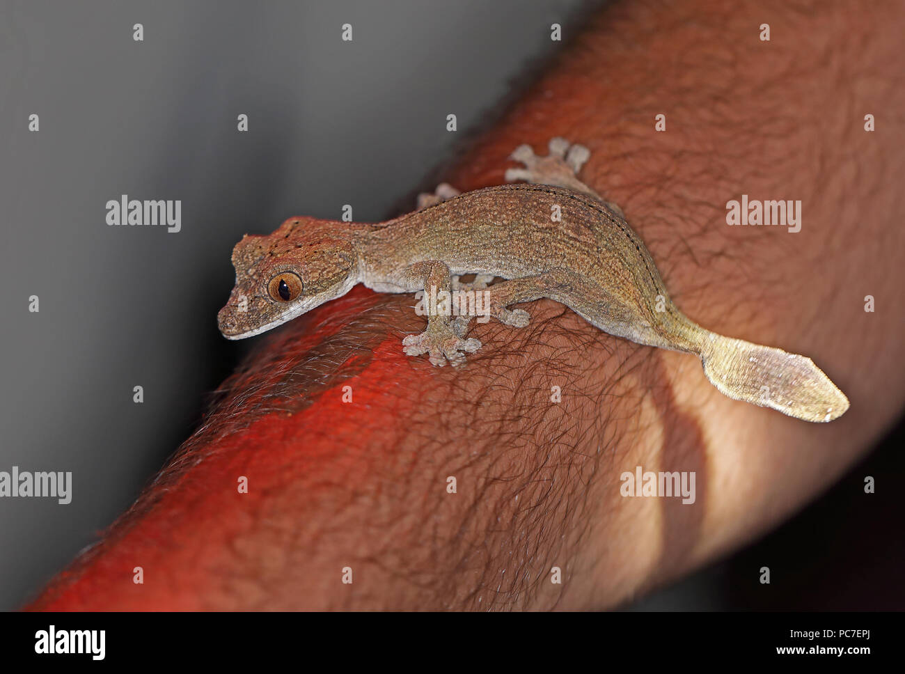 Henkel la foglia-tailed Gecko (Uroplatus henkeli) adulto sul braccio umano, endemica malgascia Ampijoroa stazione forestale, Ankarafantsika Riserva, Madagascar Foto Stock