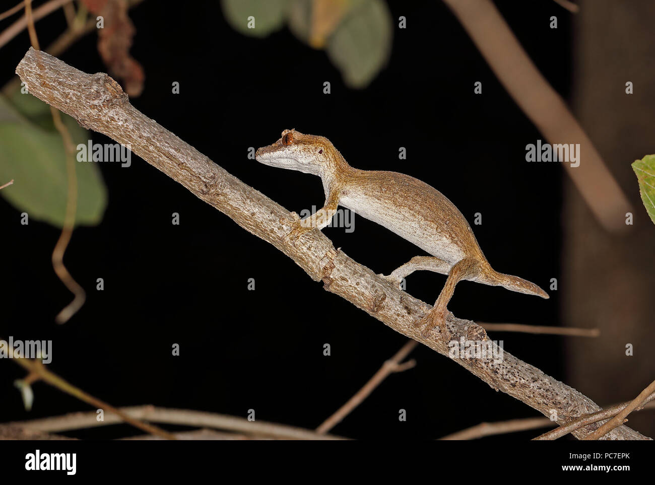 Henkel la foglia-tailed Gecko (Uroplatus henkeli) adulto sul ramo, endemica malgascia Ampijoroa stazione forestale, Ankarafantsika Riserva, Madagascar Foto Stock