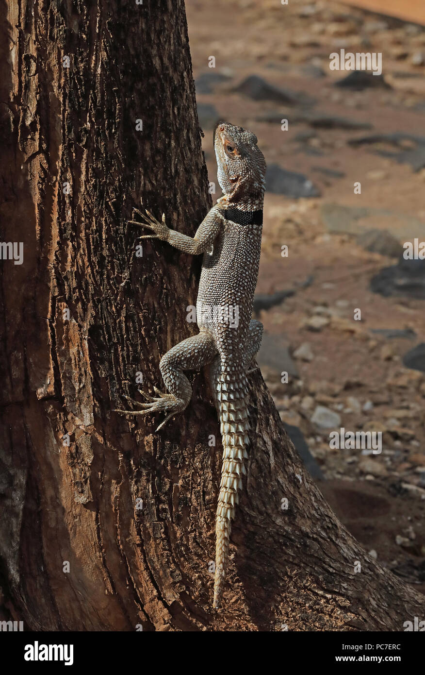 Madagascan acciuffato Iguana (Oplurus cuvieri) adulto aggrappandosi al tronco di albero, endemica malgascia Ampijoroa stazione forestale, Ankarafantsika Riserva, Madag Foto Stock