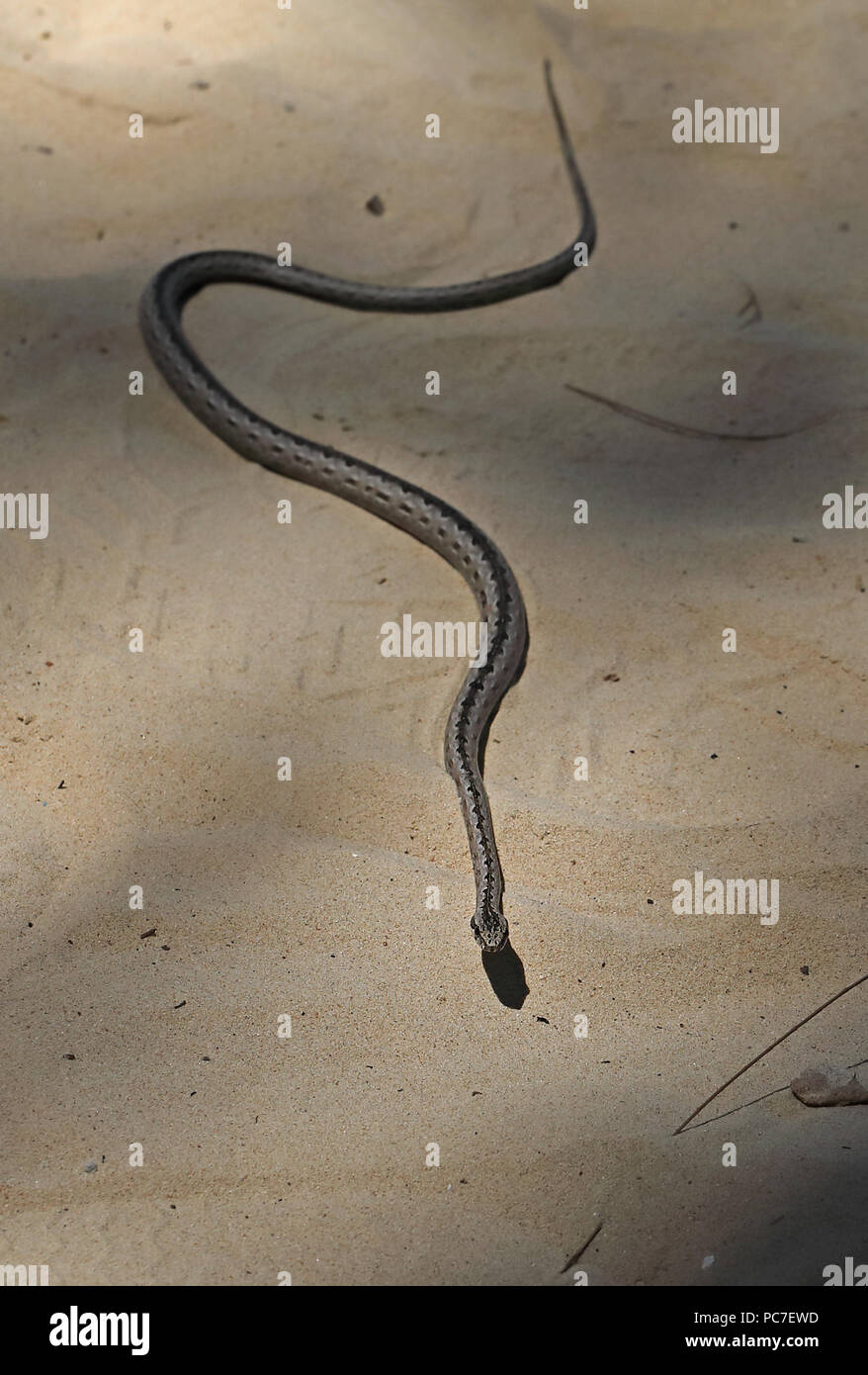 Tahala sabbia Snake (Mimophis mahfalensis) adulto su suolo sabbioso, endemica malgascia Ifaty, Madagascar Novembre Foto Stock