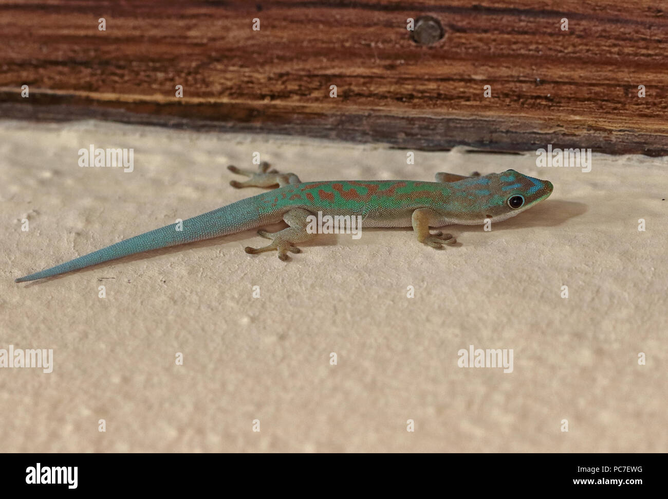 Giorno modesto Gecko (Phelsuma modesta) adulto su parete restaurant Tulear, Madagascar Novembre Foto Stock