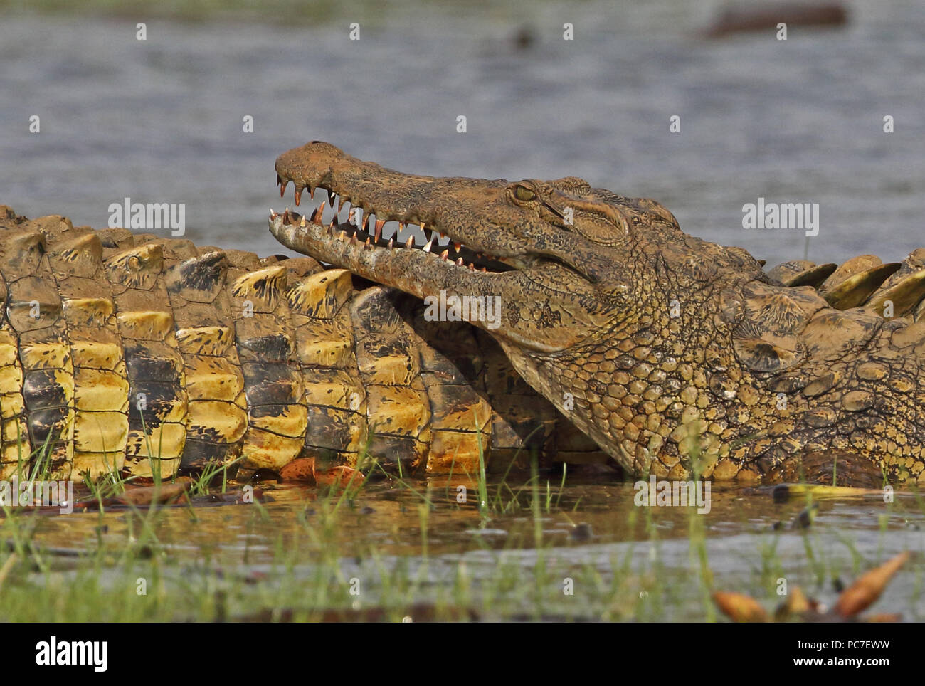 Coccodrillo del Nilo (Crocodylus niloticus) close up del giovane adulto in appoggio sulla testa adulta di Lac, Ravelobe Ampijoroa stazione forestale, Ankarafantsika rese Foto Stock