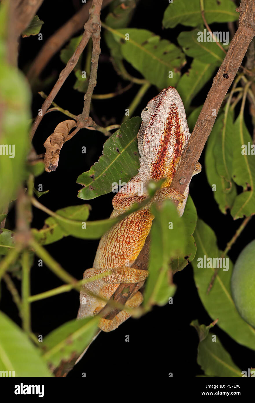 Oustalet's Chameleon (Furcifer oustaleti) adulto aggrappandosi al ramo di notte, endemica malgascia Ampijoroa stazione forestale, Ankarafantsika Riserva, Mad Foto Stock