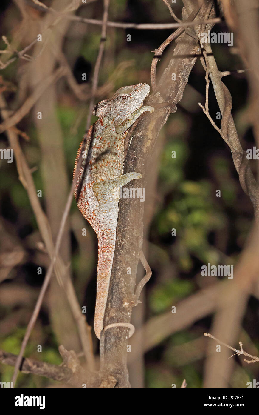 Oustalet's Chameleon (Furcifer oustaleti) adulto aggrappandosi al ramo a dormire la notte, endemica malgascia Ampijoroa stazione forestale, Ankarafantsika Res Foto Stock