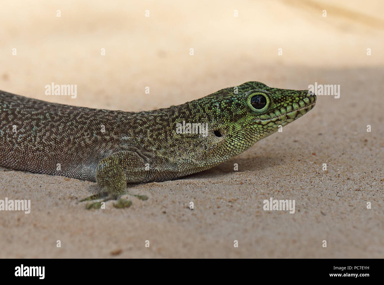 In piedi il giorno Gecko (Phelsuma standingi) close up di adulto, endemica malgascia Ifaty, Madagascar Novembre Foto Stock