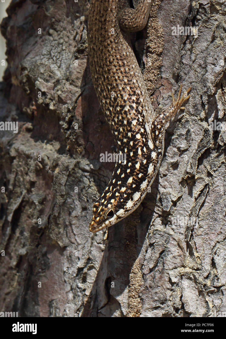 Trachylepis aureopunctata (Skink specie) adulto aggrappandosi al tronco di albero, endemica malgascia Tulear, Madagascar Novembre Foto Stock