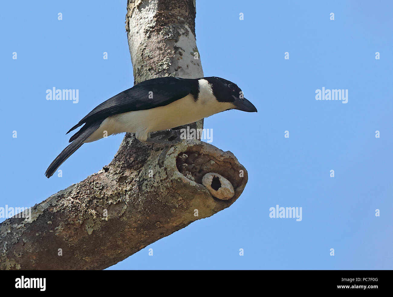 Van Dam la vanga (Xenopirostris damii) maschio adulto appollaiato sul ramo, endemica malgascia, specie in via di estinzione di Ampijoroa stazione forestale, Ankarafantsika R Foto Stock